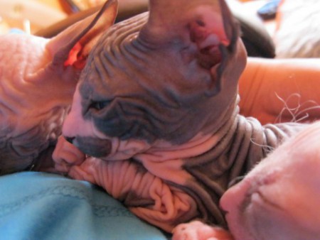 Axa Shadow Sphynx,SK